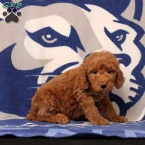 Emmet, Mini Goldendoodle Puppy